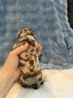 Duke chocolate dapple shorthair CKC , a male Miniature Dachshund for sale in Cottonwood, CA – 7 of 10