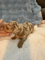 Duke chocolate dapple shorthair CKC , a male Miniature Dachshund for sale in Cottonwood, CA – 4 of 10