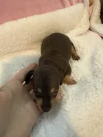 Mia  chocolate CKC shorthair , a female Miniature Dachshund for sale in Cottonwood, CA – 2 of 10