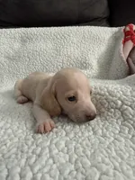 Casper , a male Miniature Dachshund for sale in Cottonwood, CA – 4 of 10