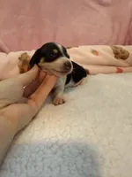 Daisy AKC black and tan piebald short hair , a female Miniature Dachshund for sale in Cottonwood, CA – 3 of 10