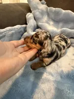 Enzo AKC shorthair dapple , a male Miniature Dachshund for sale in Cottonwood, CA – 9 of 9