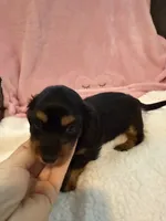Olive AKC long hair , a female Miniature Dachshund for sale in Cottonwood, CA – 4 of 9