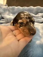 Enzo AKC shorthair dapple , a male Miniature Dachshund for sale in Cottonwood, CA – 4 of 9