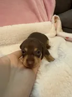 Mia  chocolate CKC shorthair , a female Miniature Dachshund for sale in Cottonwood, CA – 4 of 10