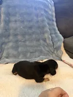 Whiskey CKC black and tan shorthair , a male Miniature Dachshund for sale in Cottonwood, CA – 8 of 9