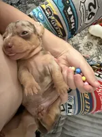 Snickers CKC short hair chocolate dapple , a female Miniature Dachshund for sale in Cottonwood, CA – 4 of 8