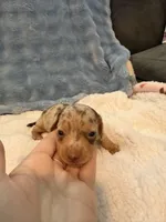 Duke chocolate dapple shorthair CKC , a male Miniature Dachshund for sale in Cottonwood, CA – 3 of 10