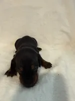 Brock , a male Miniature Dachshund for sale in Cottonwood, CA – 3 of 6