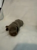 Peanut AKC Isabella male , a male Miniature Dachshund for sale in Cottonwood, CA – 7 of 7