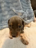 Bandit AKC short hair blue piebald , a male Miniature Dachshund for sale in Cottonwood, CA – 9 of 10