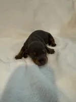 Bluey AKC blue and tan male , a male Miniature Dachshund for sale in Cottonwood, CA – 5 of 5