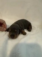 Bluey AKC blue and tan male , a male Miniature Dachshund for sale in Cottonwood, CA – 3 of 5