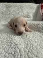 Casper , a male Miniature Dachshund for sale in Cottonwood, CA – 7 of 10