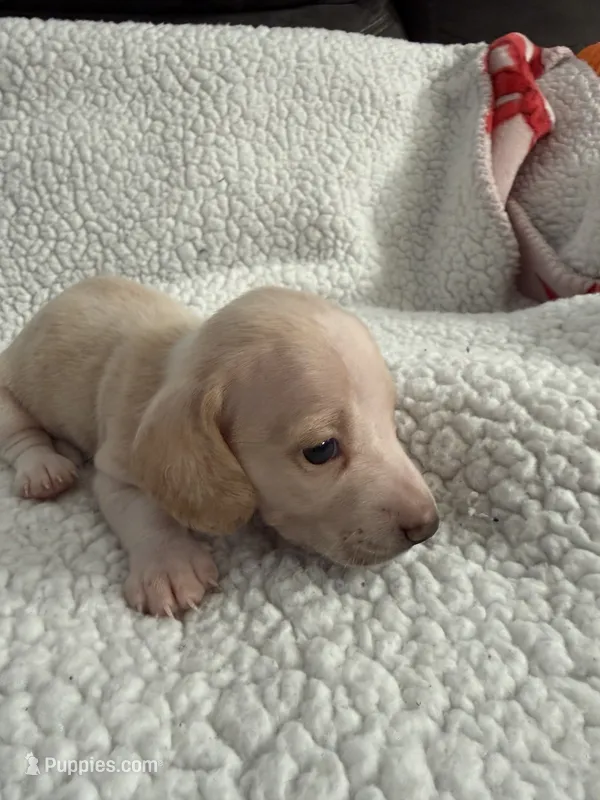 Casper  – Miniature Dachshund puppy for sale in Cottonwood, CA
