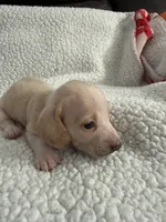 Casper , a male Miniature Dachshund for sale in Cottonwood, CA – 1 of 10