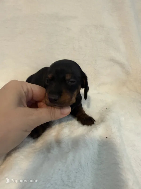 Brock  – Miniature Dachshund puppy for sale in Cottonwood, CA