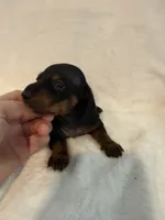 Brock , a male Miniature Dachshund for sale in Cottonwood, CA – 2 of 6