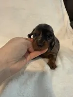 Arlo AKC mini long hair dapple , a male Miniature Dachshund for sale in Cottonwood, CA – 2 of 8