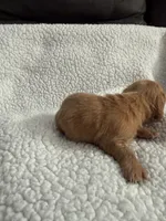 AKC pumpkin spice , a male Miniature Dachshund for sale in Cottonwood, CA – 5 of 9
