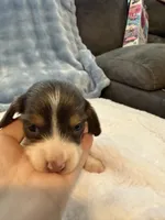 Bluey AKC long hair blue piebald , a male Miniature Dachshund for sale in Cottonwood, CA – 6 of 9