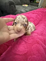 Snickers CKC short hair chocolate dapple , a female Miniature Dachshund for sale in Cottonwood, CA – 6 of 8