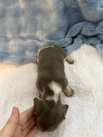 Bandit AKC short hair blue piebald , a male Miniature Dachshund for sale in Cottonwood, CA – 8 of 10