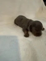 Clover AKC blue dapple male , a male Miniature Dachshund for sale in Cottonwood, CA – 8 of 10