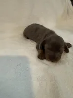 Clover AKC blue dapple male , a male Miniature Dachshund for sale in Cottonwood, CA – 10 of 10