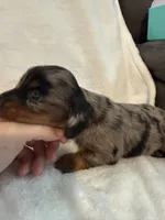 Arlo AKC mini long hair dapple , a male Miniature Dachshund for sale in Cottonwood, CA – 3 of 8
