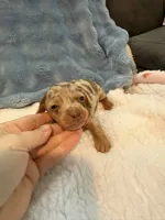 Duke chocolate dapple shorthair CKC , a male Miniature Dachshund for sale in Cottonwood, CA – 9 of 10