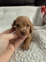 AKC pumpkin spice , a male Miniature Dachshund for sale in Cottonwood, CA – 3 of 9