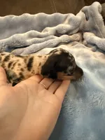 Enzo AKC shorthair dapple , a male Miniature Dachshund for sale in Cottonwood, CA – 7 of 9
