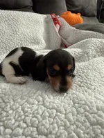 Hocus AKC , a female Miniature Dachshund for sale in Cottonwood, CA – 7 of 10
