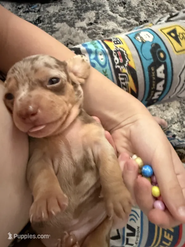 Snickers CKC short hair chocolate dapple  – Miniature Dachshund puppy for sale in Cottonwood, CA