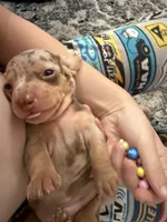 Snickers CKC short hair chocolate dapple , a female Miniature Dachshund for sale in Cottonwood, CA – 1 of 8