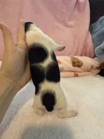 Daisy AKC black and tan piebald short hair , a female Miniature Dachshund for sale in Cottonwood, CA – 2 of 10
