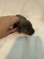 Clover AKC blue dapple male , a male Miniature Dachshund for sale in Cottonwood, CA – 6 of 10