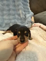 Whiskey CKC black and tan shorthair , a male Miniature Dachshund for sale in Cottonwood, CA – 2 of 9