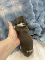 Bandit AKC short hair blue piebald , a male Miniature Dachshund for sale in Cottonwood, CA – 10 of 10