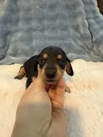 Whiskey CKC black and tan shorthair , a male Miniature Dachshund for sale in Cottonwood, CA – 3 of 9