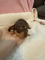 Mia  chocolate CKC shorthair , a female Miniature Dachshund for sale in Cottonwood, CA – 7 of 10