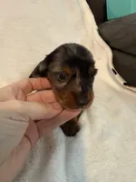 Arlo AKC mini long hair dapple , a male Miniature Dachshund for sale in Cottonwood, CA – 7 of 8