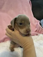 Millie AKC short hair Isabella piebald , a female Miniature Dachshund for sale in Cottonwood, CA – 5 of 10