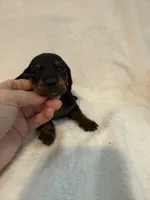 Brock , a male Miniature Dachshund for sale in Cottonwood, CA – 5 of 6