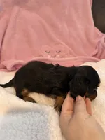 Olive AKC long hair , a female Miniature Dachshund for sale in Cottonwood, CA – 6 of 9