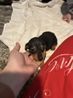 AKC Olive, a female Dachshund for sale in Cottonwood, CA – Photo 7 of 7