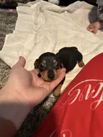 AKC Olive, a female Dachshund for sale in Cottonwood, CA – Photo 6 of 7