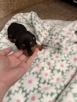 AKC Olive, a female Dachshund for sale in Cottonwood, CA – Photo 5 of 7