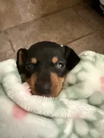 AKC Olive, a female Dachshund for sale in Cottonwood, CA – Photo 3 of 7